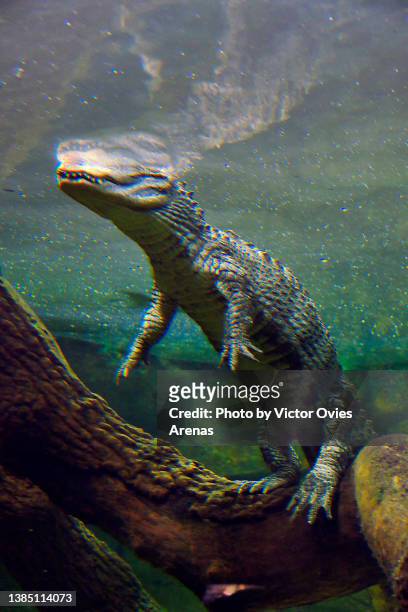 underwater chinese alligator (yangtze alligator or alligator sinensis) also known as the muddy dragon - crocodile fotografías e imágenes de stock