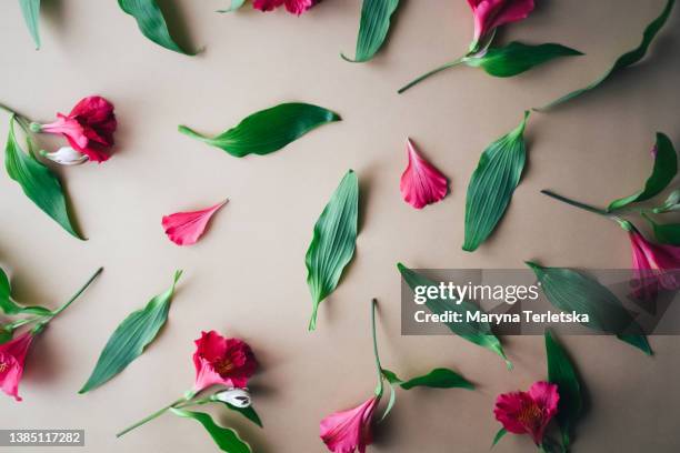 universal floral background with alstroemeria flowers. spring background. beautiful banner. festive background. women's day. march 8. st. valentine's day. birthday. greeting card. - generic holiday card stock pictures, royalty-free photos & images