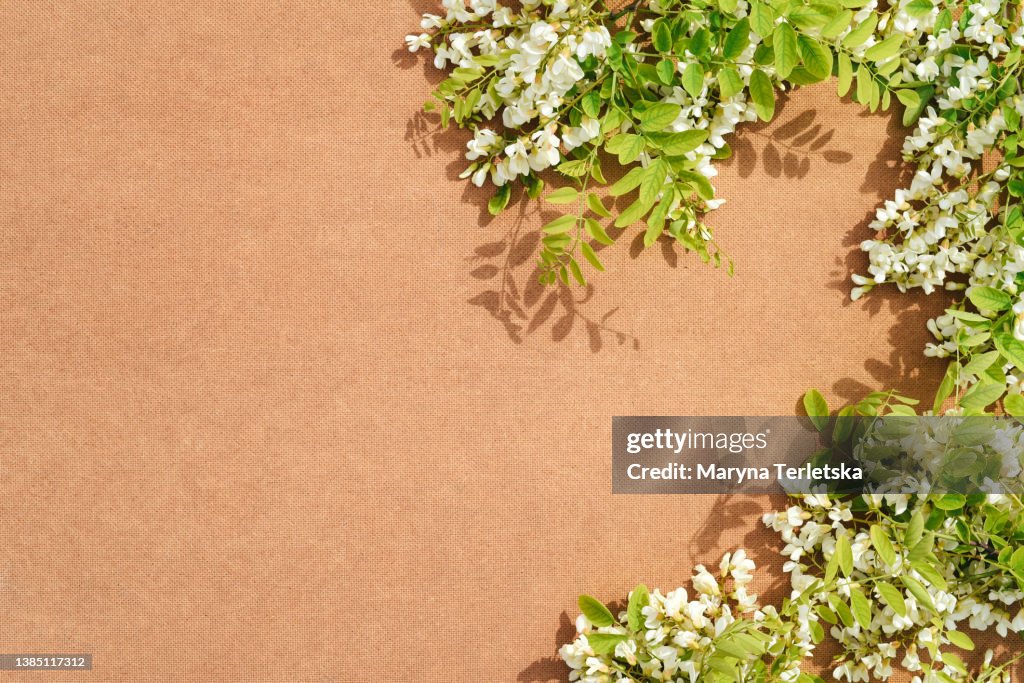 Universal abstract tan background with white acacia. Branches of white acacia. White flowers. Small green leaves. Pink background. Floral background. Summer. Solar shadow. Natural fabric. Spring.