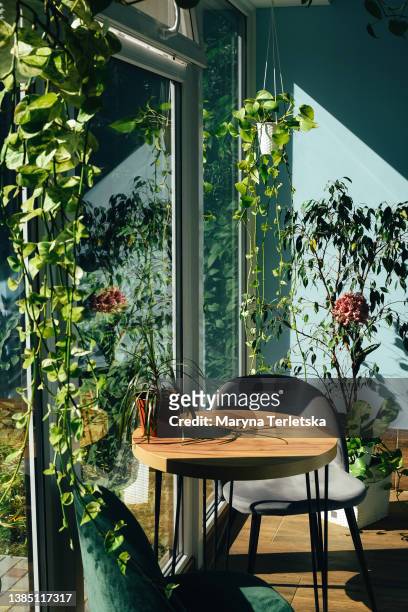 modern cafe design with lots of indoor plants. cafe interior. - interiors with plants and sun stock pictures, royalty-free photos & images