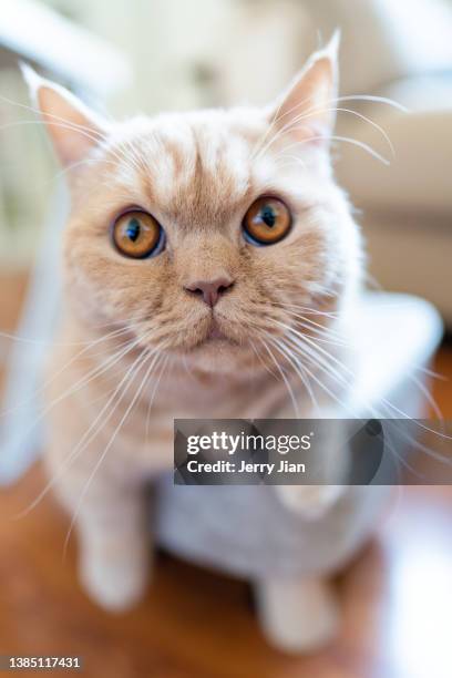 a lovely munchkin cat in door - munchkin cat bildbanksfoton och bilder