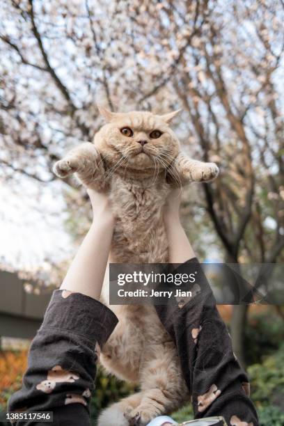 holding a munchkin cat in outdoors with cherry blossoms as background in a sunny day - munchkin cat bildbanksfoton och bilder