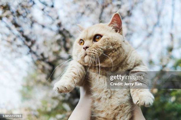 a hand is holding a munchkin cat in outdoor with cherry blossoms as background in a sunny day - tabby munchkin cat bildbanksfoton och bilder