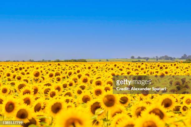 sunflower field on a sunny day with clear blue sky - flower field photos et images de collection