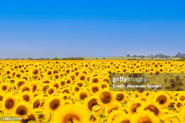 sunflower field on a sunny day with clear blue sky - kyiv oblast stock pictures, royalty-free photos & images