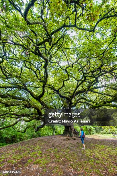 oak of the witches - quercia delle streghe (tuscany, italy) - tree trunk wide angle stock pictures, royalty-free photos & images