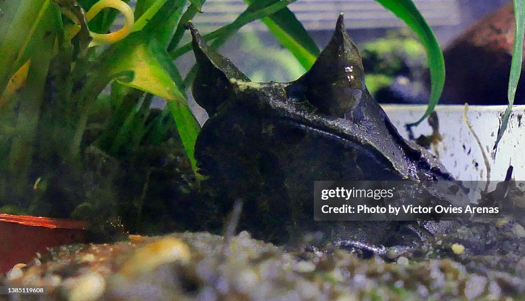 Long-nosed horned frog (megophrys nasuta) also known as the Malayan horn