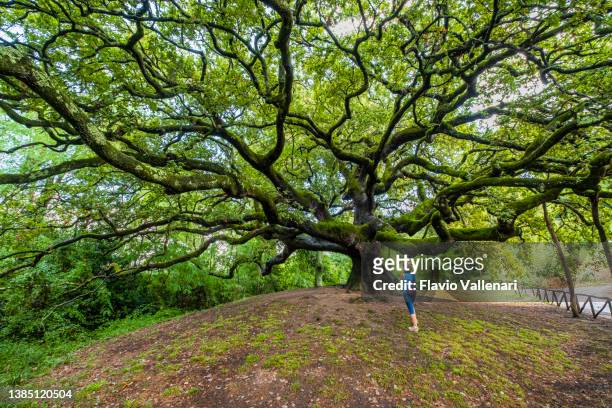 oak of the witches - quercia delle streghe (tuscany, italy) - wide angle people stock pictures, royalty-free photos & images