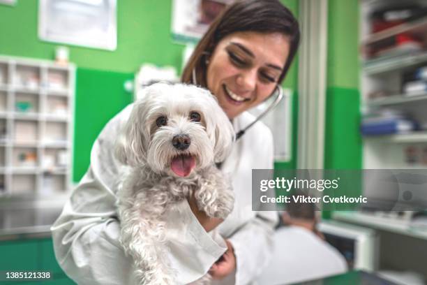 portrait of white dog being examined by an experienced veterinarian at veterinary office - dog looking at camera stock pictures, royalty-free photos & images