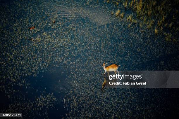 antelope in floodplain from the air - antilop bildbanksfoton och bilder