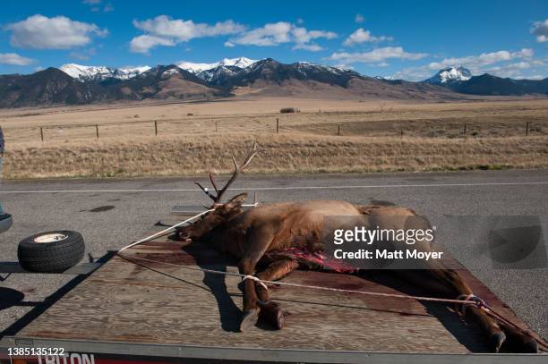 The body of a hunted elk strapped on the bed of a truck in Ennis, Montana.