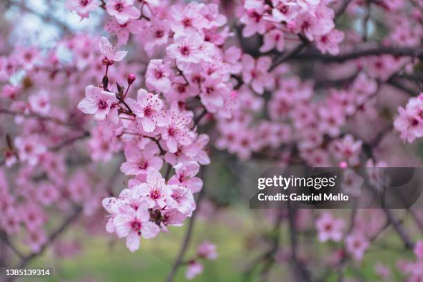 pink blooming almond trees with pink flowers in madrid - florecer fotografías e imágenes de stock