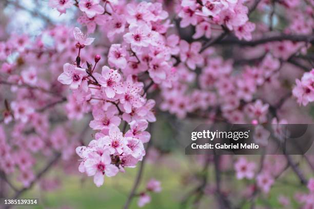 pink blooming almond trees with pink flowers in madrid - almond blossom stockfoto's en -beelden