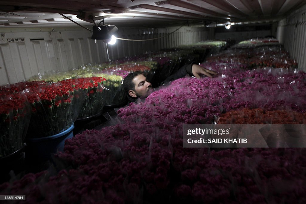 A Palestinian worker checks carnations p