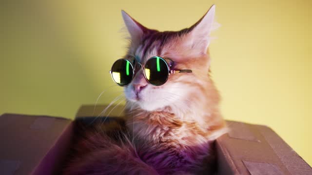 Cute ginger cat with glasses sitting in a box on a yellow background in neon light