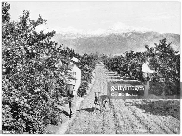 ilustraciones, imágenes clip art, dibujos animados e iconos de stock de fotografías de viaje antiguas de california: orange grove - orange orchard