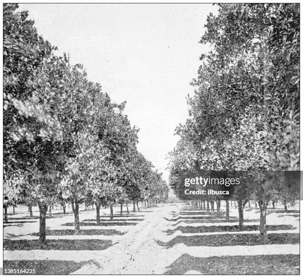 bildbanksillustrationer, clip art samt tecknat material och ikoner med antique travel photographs of california: orange grove, pasadena - orange orchard