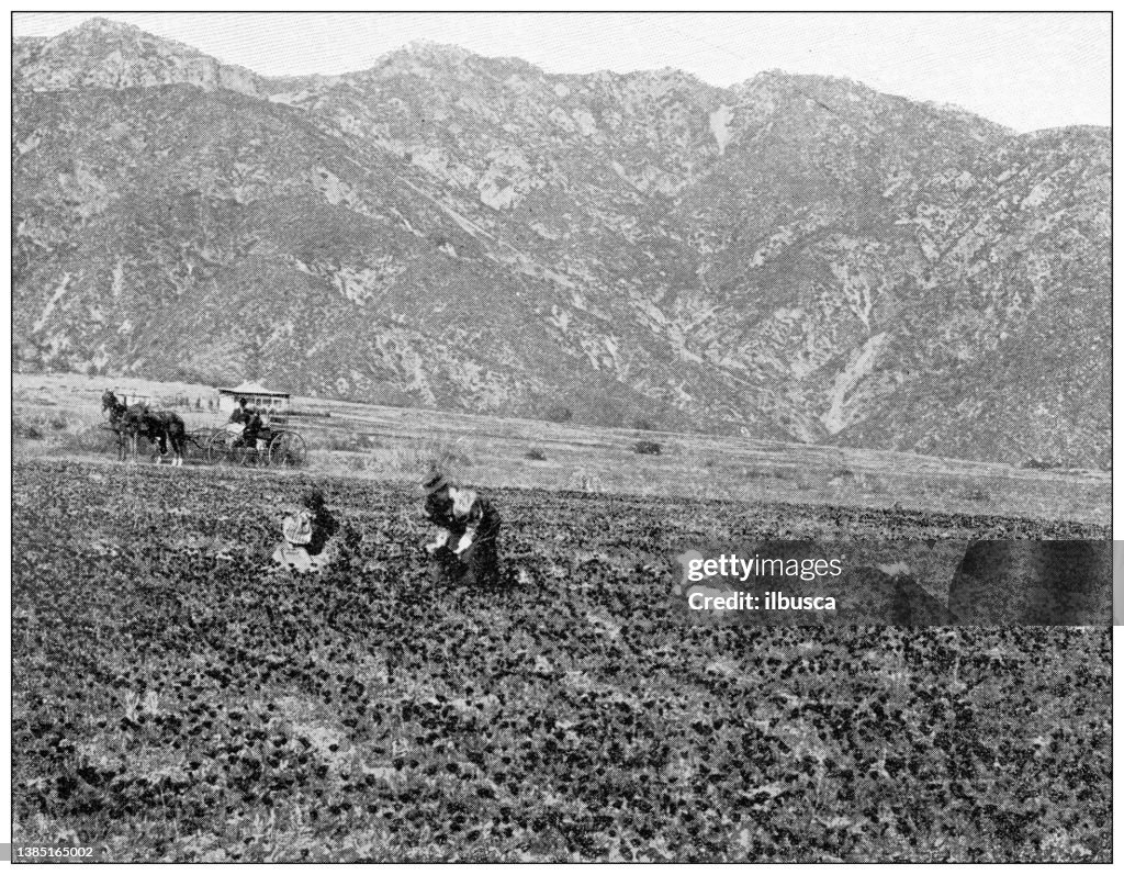 Antique travel photographs of California: Gathering Poppies, Sierra Madre