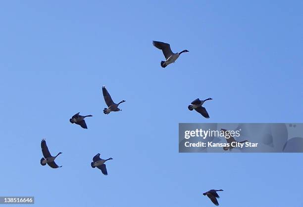 Geese In Kansas Northeast Kansas Photos and Premium High Res Pictures - Getty Images
