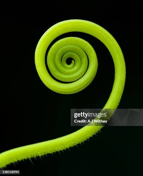 Tendrils Photos and Premium High Res Pictures - Getty Images