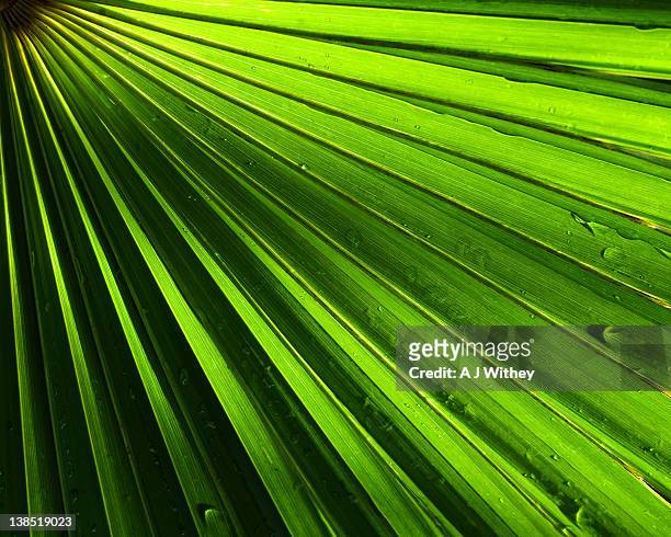palm leaf - waaierpalm stockfoto's en -beelden