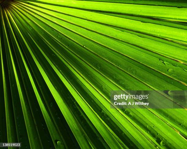 palm leaf - fan palm tree stock pictures, royalty-free photos & images