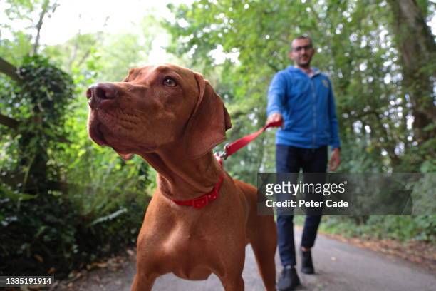 man walking dog on country lane - sports training - fotografias e filmes do acervo