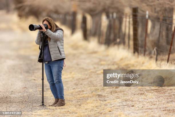 woman taking photos of wildlife - nevada winter stock pictures, royalty-free photos & images