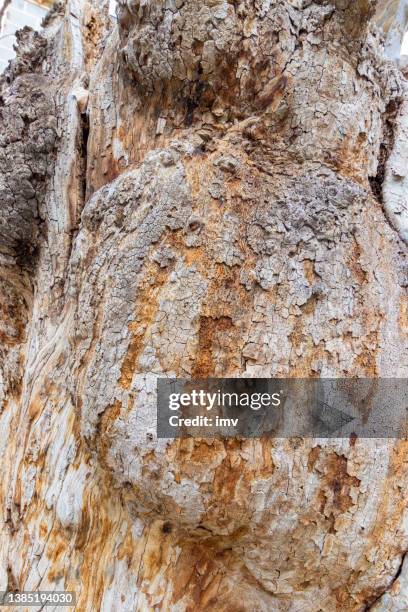 platanus × acerifolia bark detail. - platanus acerifolia stock pictures, royalty-free photos & images