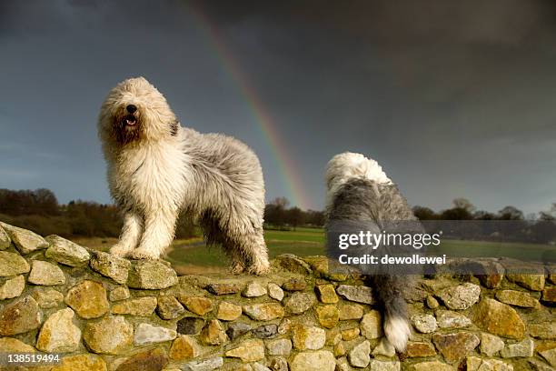 watching rainbow.. - old english sheepdog stock pictures, royalty-free photos & images