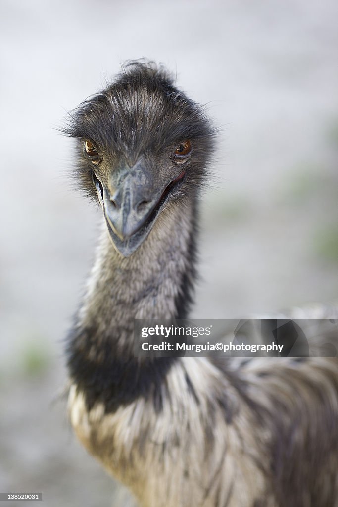 Close up of Emu