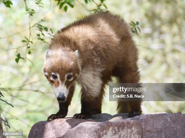 curious white-nosed coati - coati stock-fotos und bilder