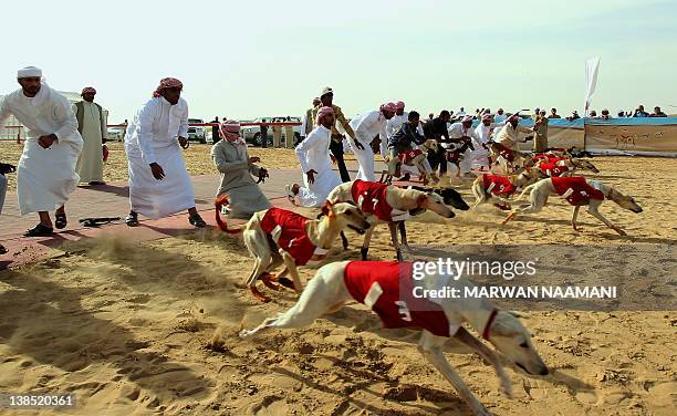 Emirati men release their Arabian saluki dogs during the annual traditional race in Shweihan on the outskirts of Abu Dhabi on February 08, 2012. The...