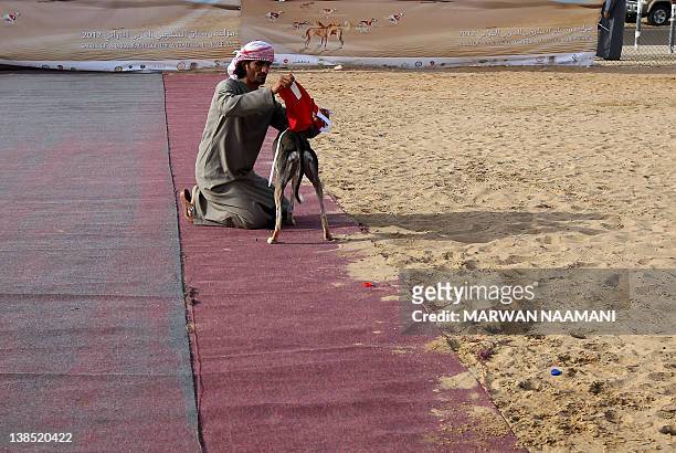 An Emirati man prepares his Arabian saluki dog for the annual traditional race in Shweihan on the outskirts of Abu Dhabi on February 08, 2012. The...