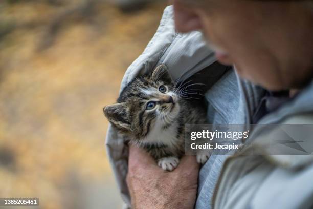 elderly man holding a baby cat - hairy old man stock pictures, royalty-free photos & images