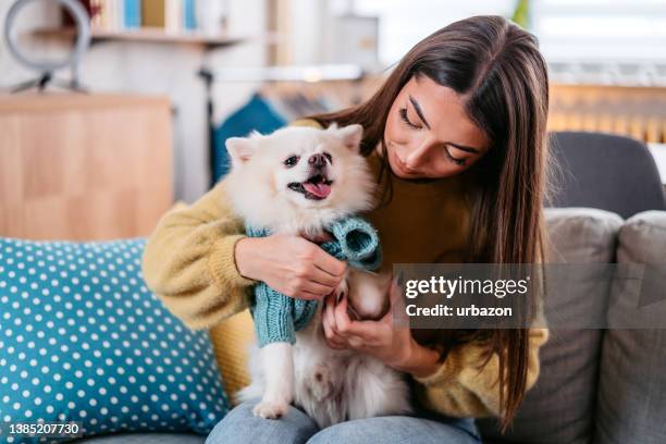 young woman dressing up her dog - dog jumper stock pictures, royalty-free photos & images