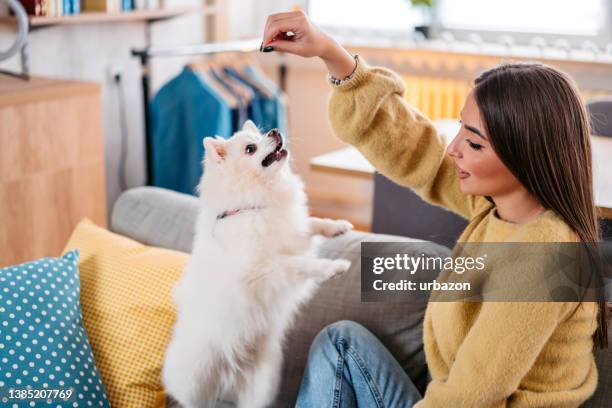 young woman giving her dog a treat - dog biscuit stock pictures, royalty-free photos & images