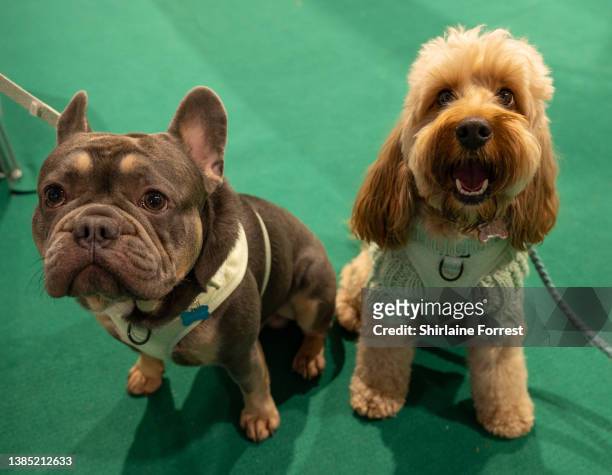 Diego the French Bulldog and Reggie the Toy Cocapoo during Crufts at National Exhibition Centre on March 13, 2022 in Birmingham, England. Crufts...