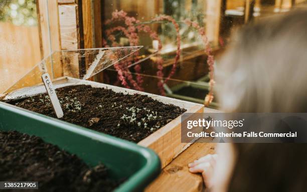 a child in the foreground peers in to a wooden seedling tray and looks at chives erupting through the soil - seed growth stock pictures, royalty-free photos & images