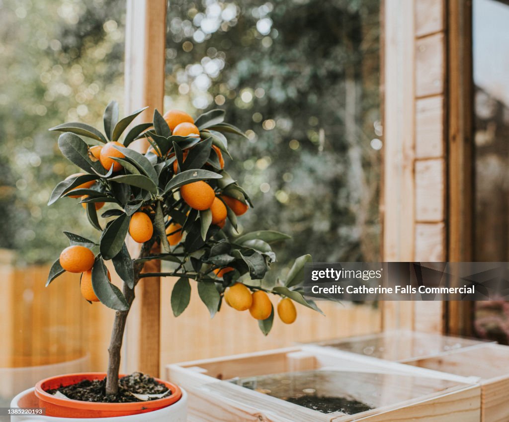 Orange tree in a greenhouse