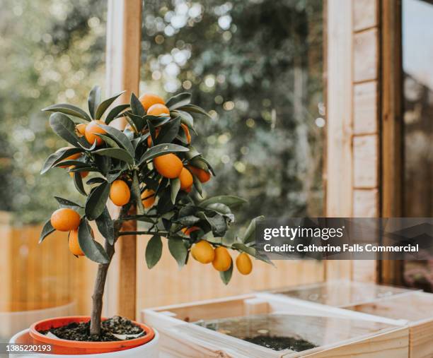 orange tree in a greenhouse - citrus fruit stock pictures, royalty-free photos & images