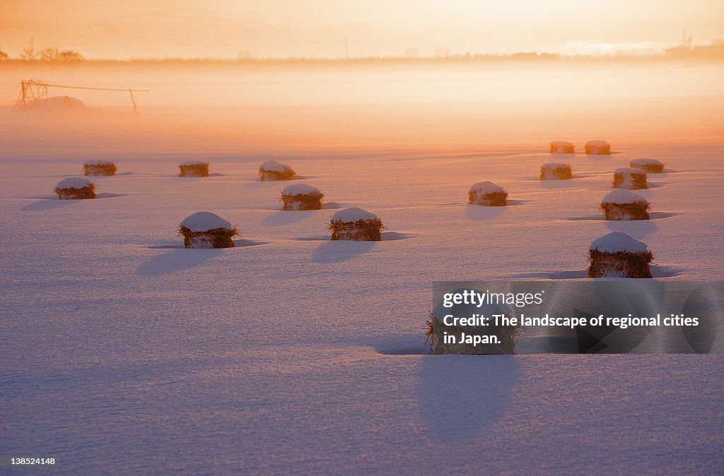 Snow-covered rice fields