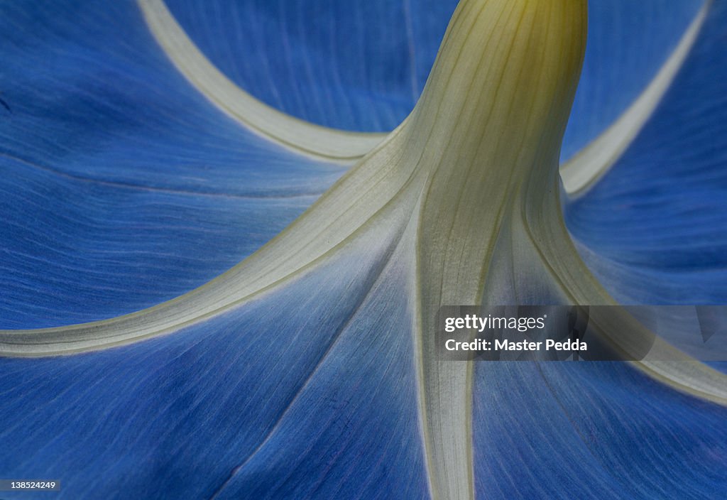 Ipomoea