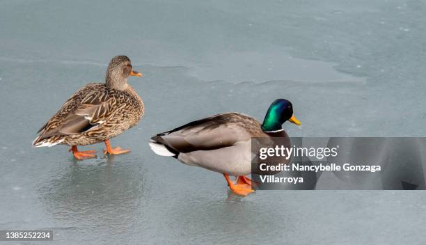 a pair of male and female  mallard ducks walking on an icy pond - webbed foot stock pictures, royalty-free photos & images