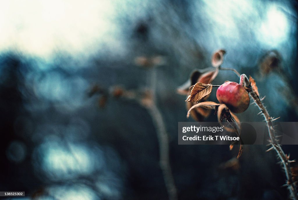 Rose hip