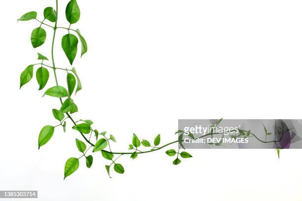green creeper on a white background - ground ivy imagens e fotografias de stock