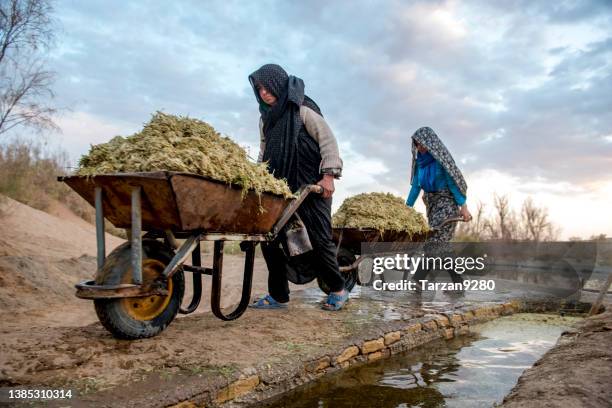 local women working on a small fish pond in desert, iran - yazd stockfoto's en -beelden