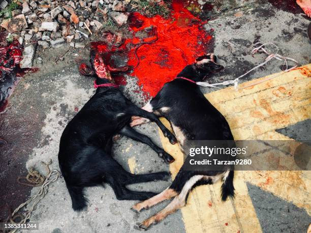 corban festival on street in dhaka, bangladesh - animal sacrifice stock pictures, royalty-free photos & images