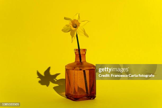 fresh spring daffodil in glass vase - fiore singolo foto e immagini stock