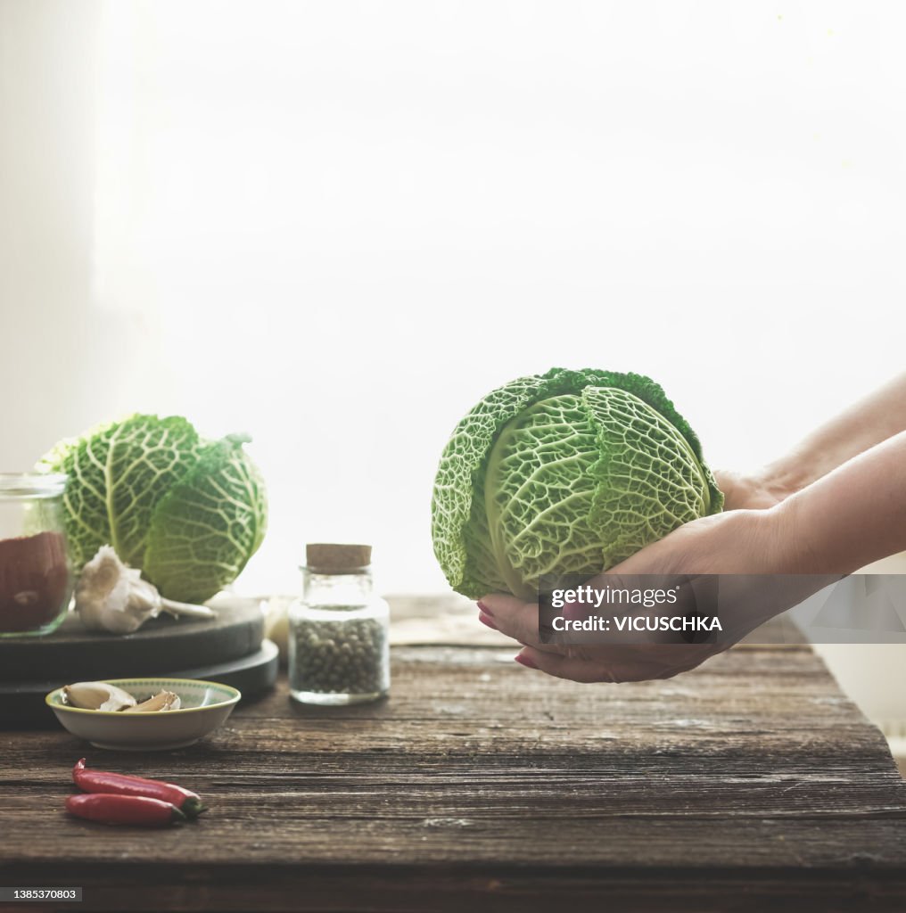 Woman hand holding whole raw savoy cabbage at rustic wooden kitchen table with spices and ingredients at window background with natural light